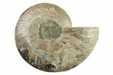 Cut & Polished Ammonite Fossil (Half) - Madagascar #341198-1